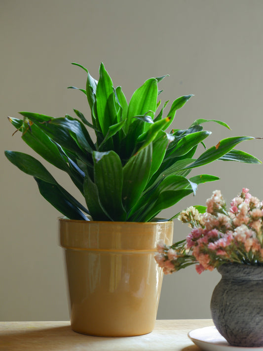 Sandal 4.5" Iris Ceramic Planter