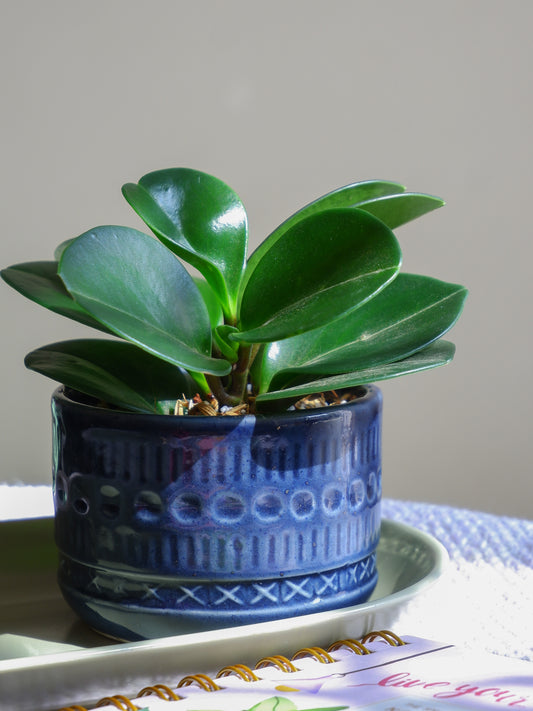 Allium Ceramic Planter Set