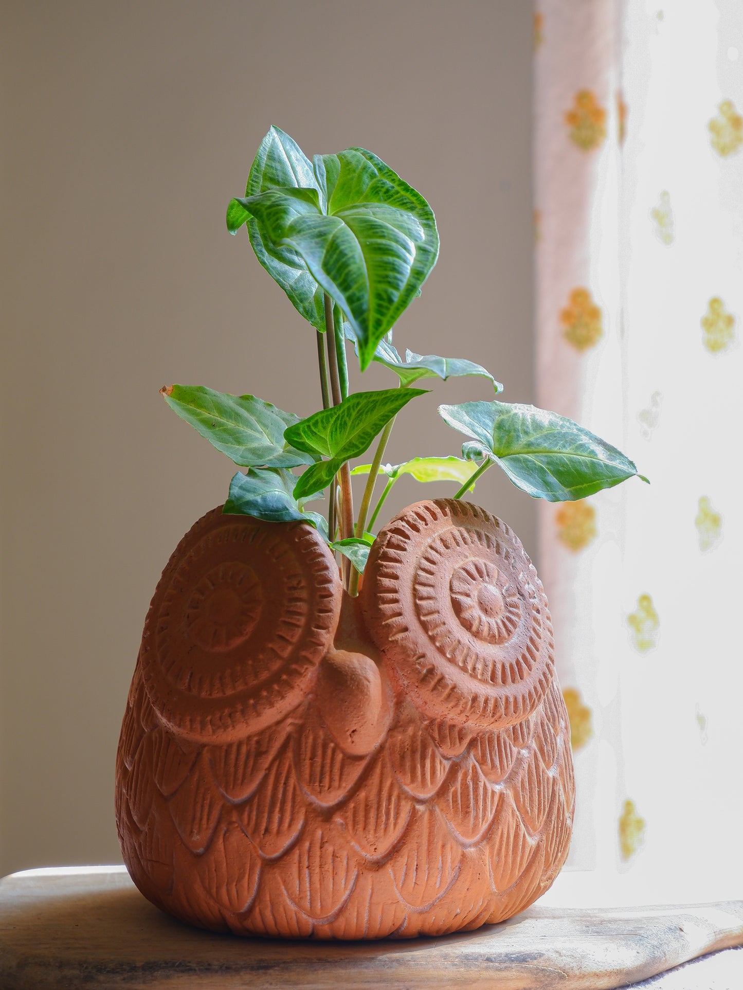 Errol Terracotta Planter