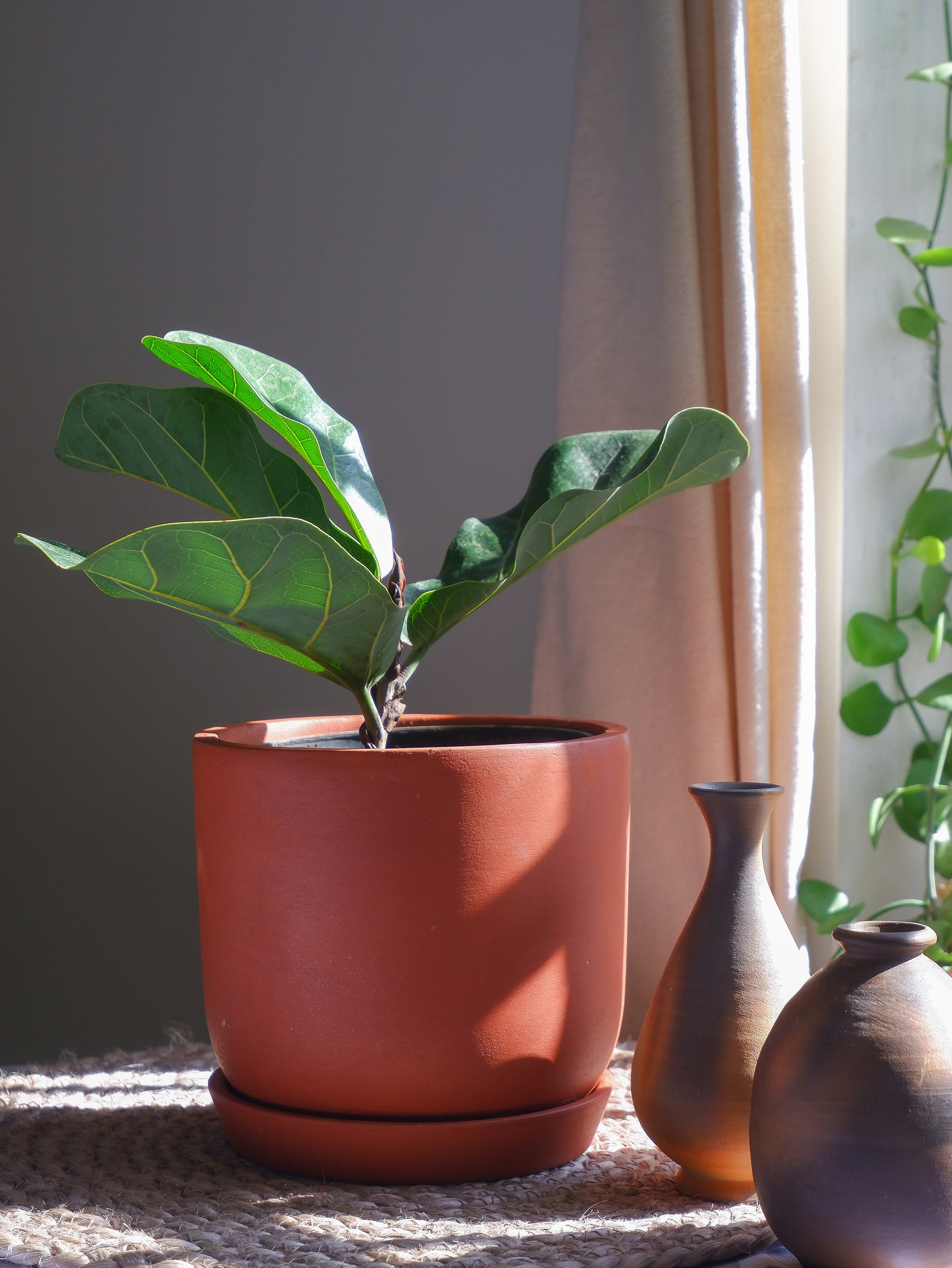 terracotta pot for fiddle leaf fig Almond Terracotta Pot – PRAKRTI GARDEN BOUTIQUE