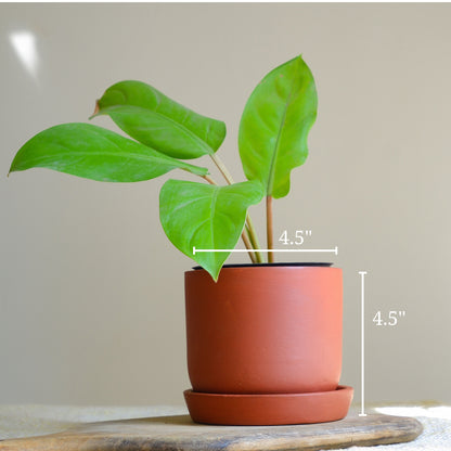 Almond Terracotta Planter 4.5"- set of 4