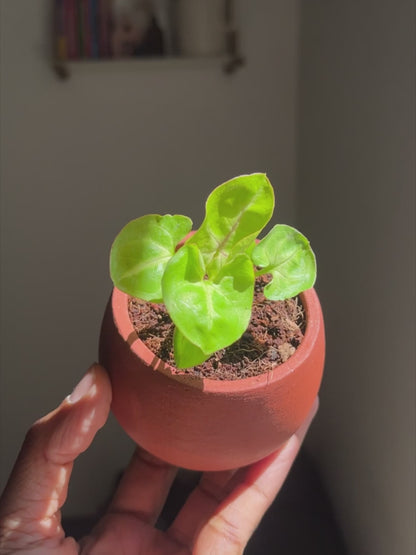 Ivy Succulent Pots 2.5"- set of 10