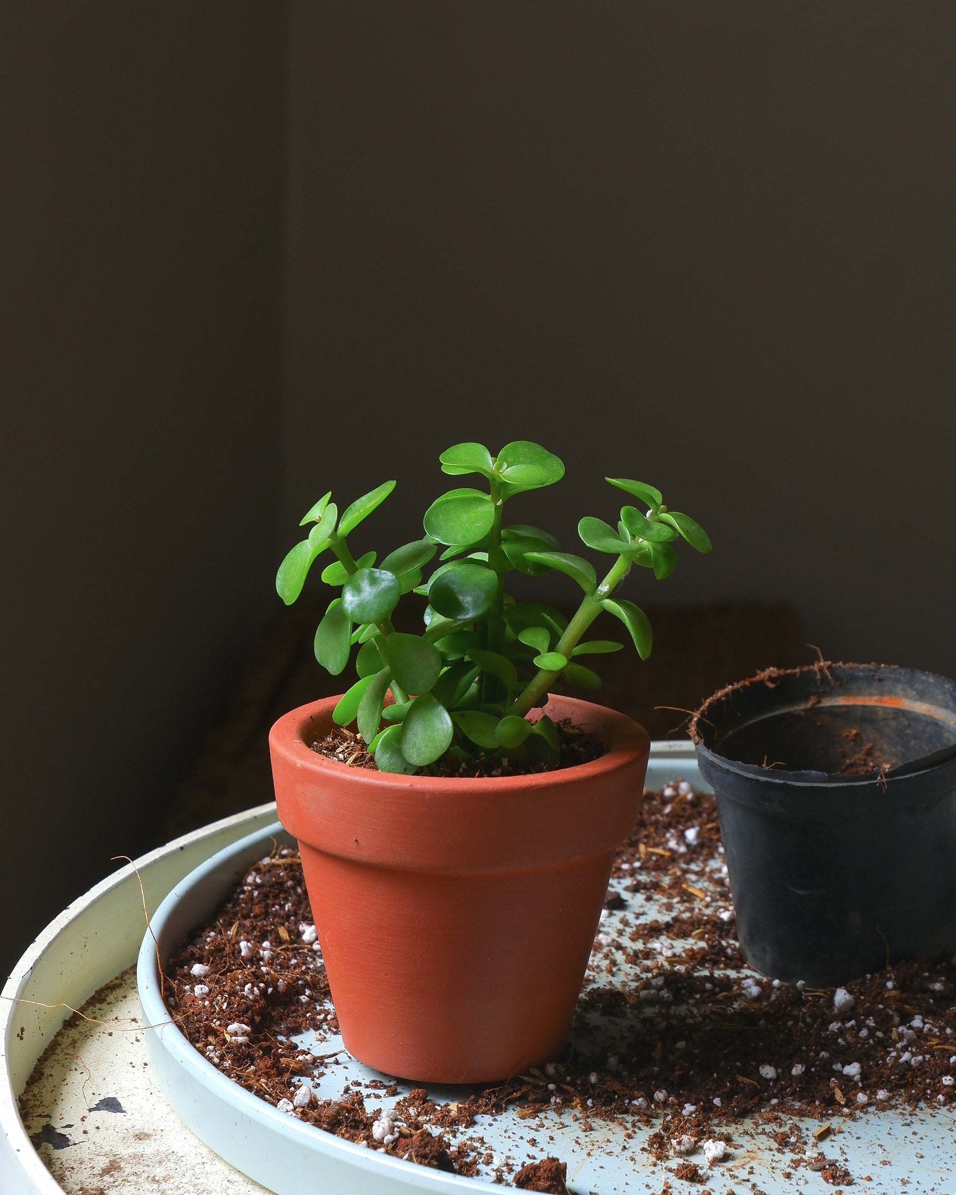 Eco-friendly terracotta pots for succulents