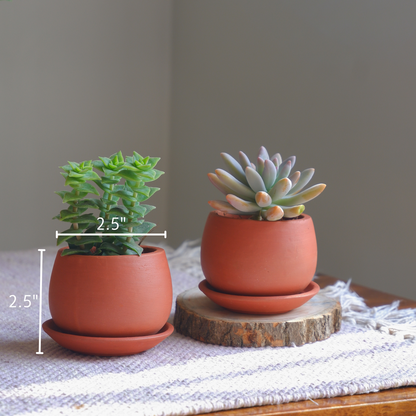 Small succulent terracotta pots delivered all India