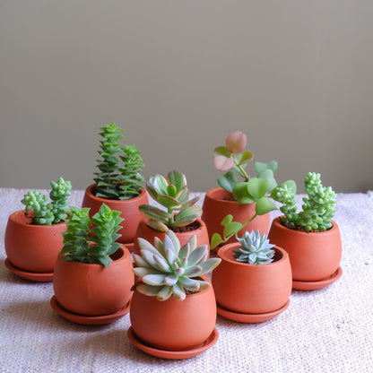 Shop our best selling tiny succulent terracotta pots delivered all India