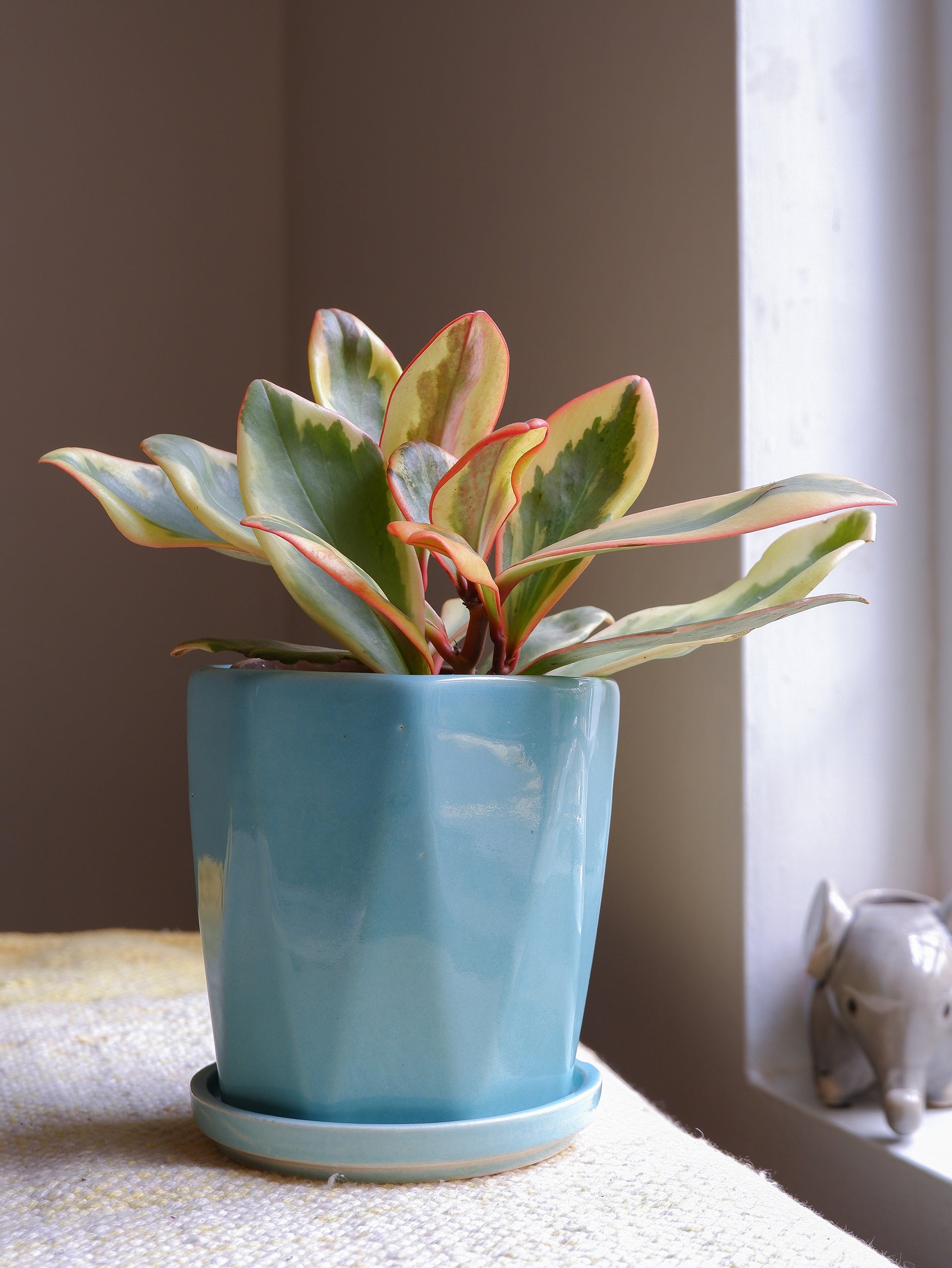 Shop online our simple, geometric medium sized ceramic planter with pastel blue glaze to repot your 4 inch sized houseplants. 