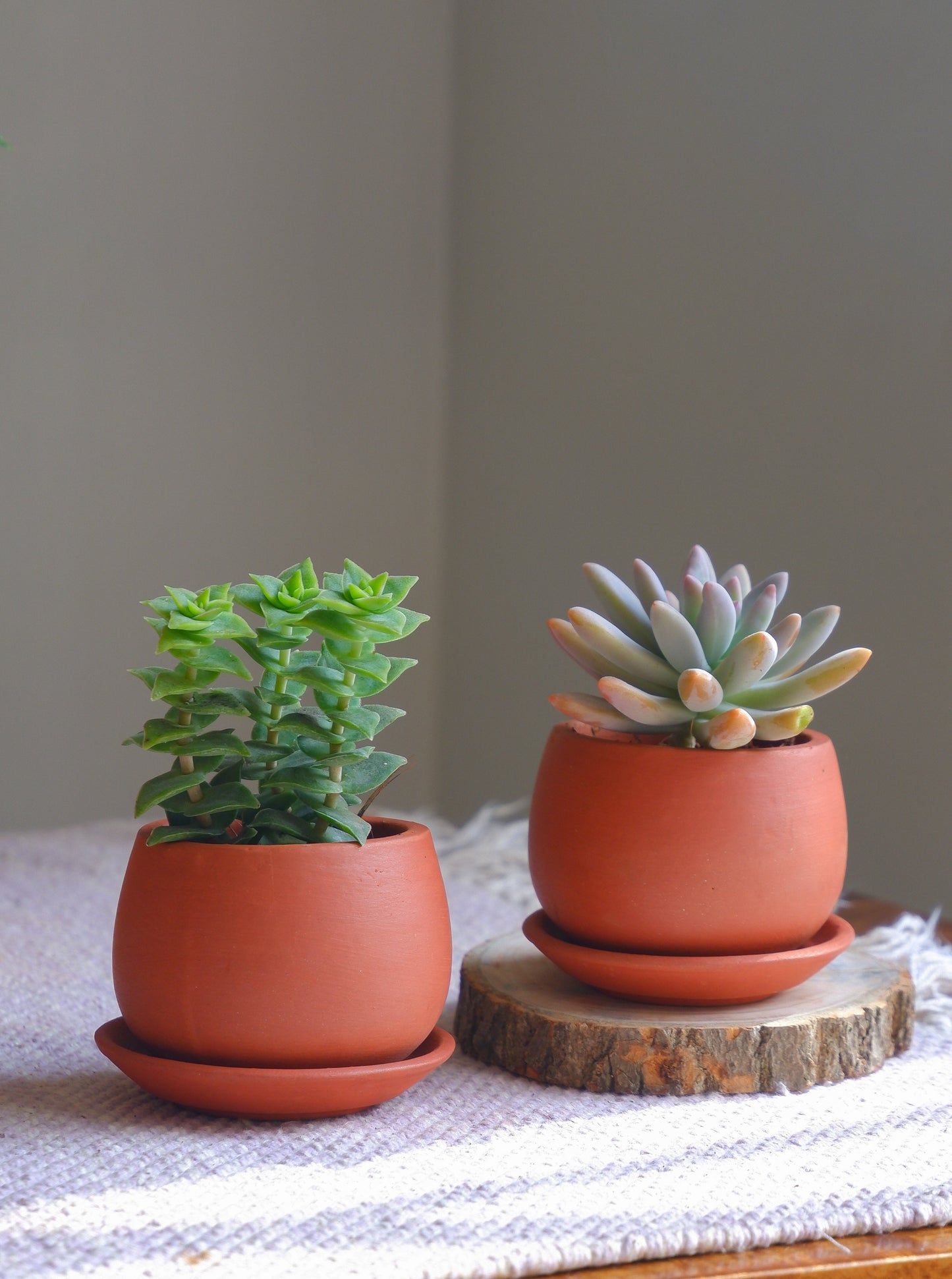 Shop our best selling tiny succulent terracotta pots delivered all India
