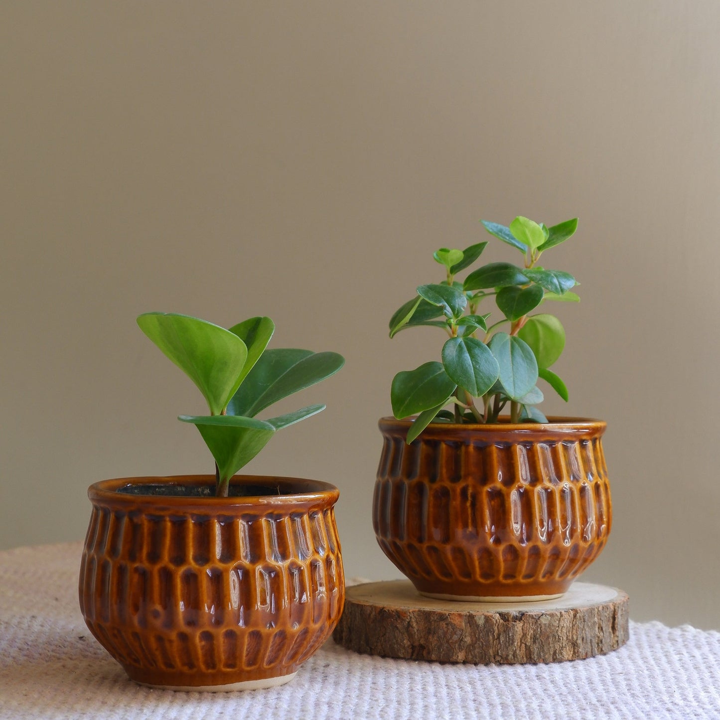 small tabletop ceramic succulent planters with brown glaze for succulents. delivered all India