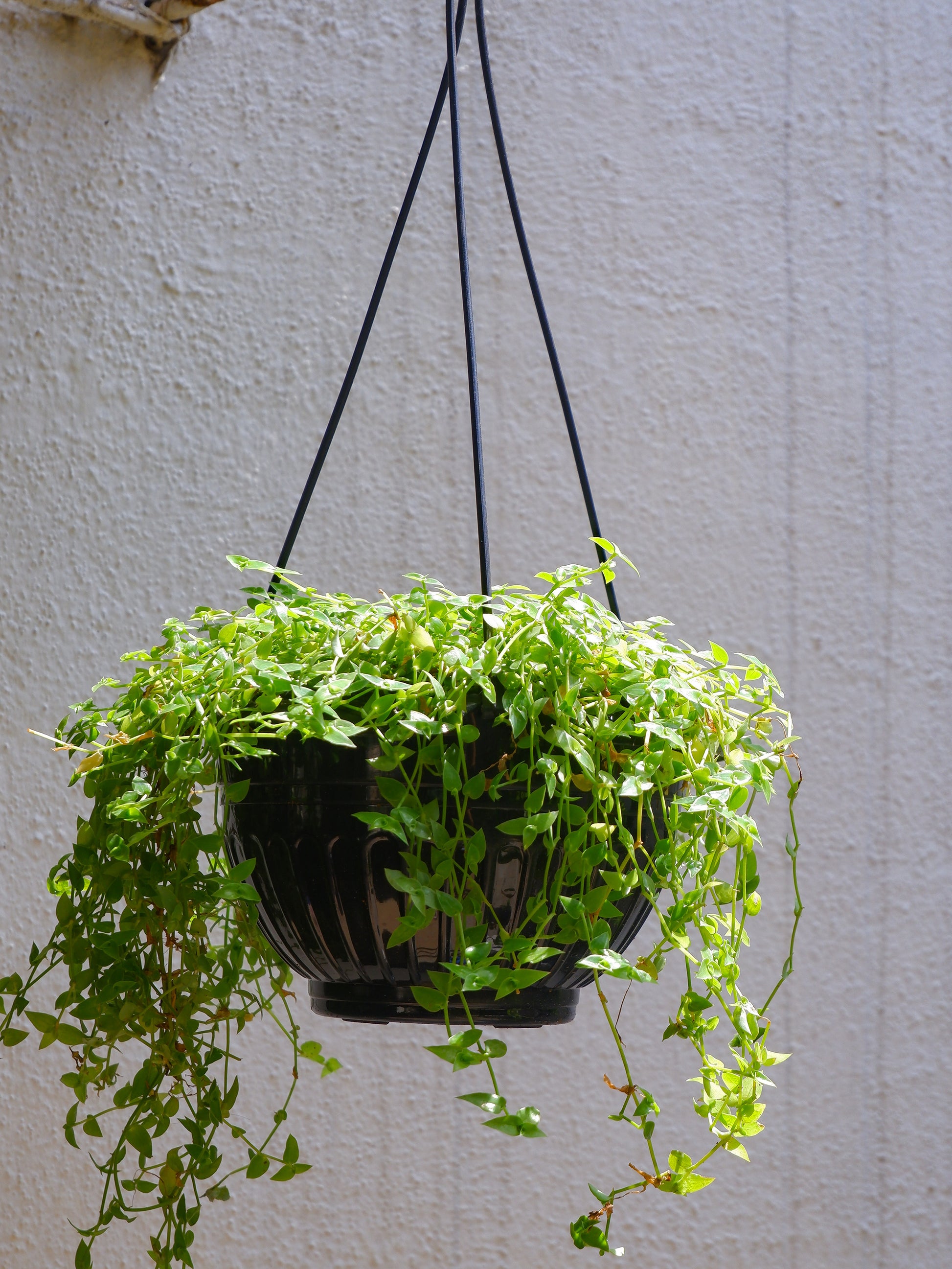 Shop online plastic hanging pots for big indoor plants and outdoor plants