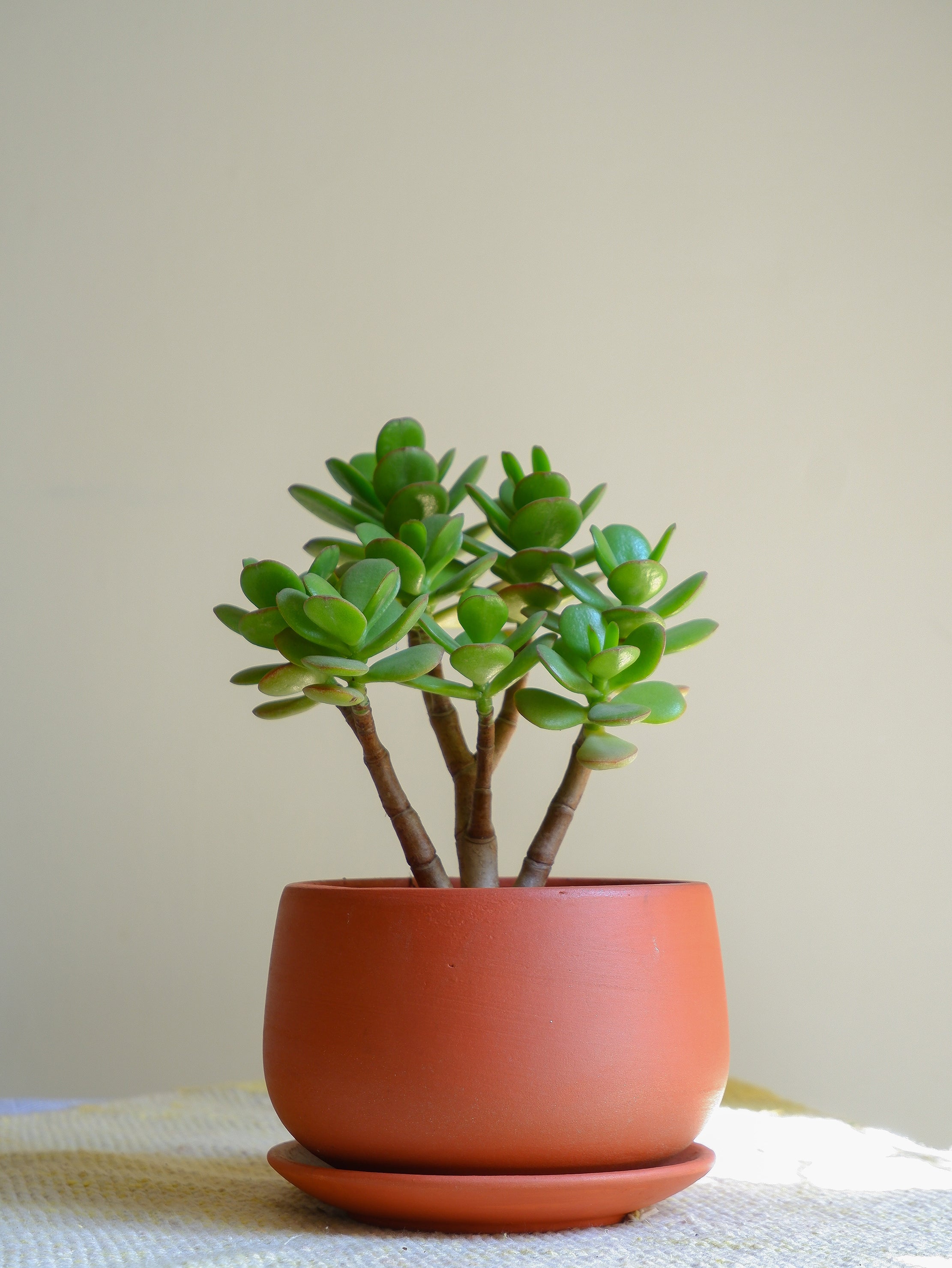 TERRACOTTA PLANTERS – PRAKRTI GARDEN BOUTIQUE