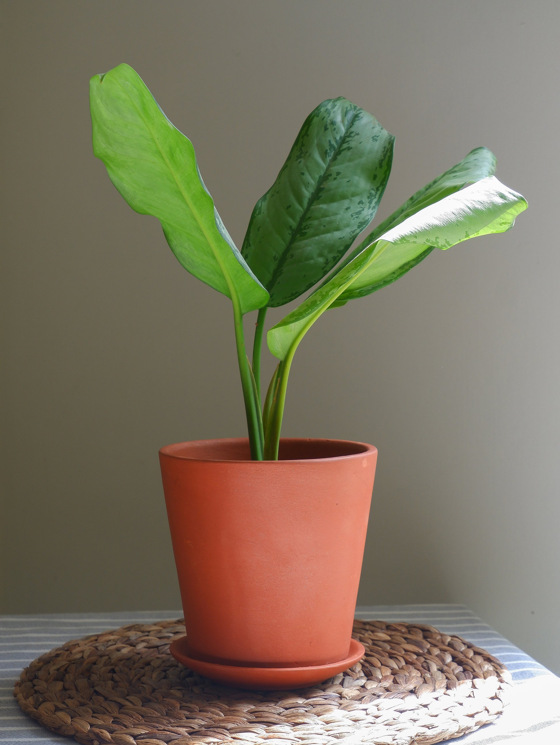 Shop online our 6 inch terracotta pots for indoor plants. Delivered all India