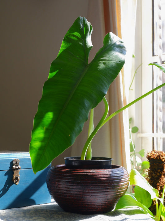 Shop online Handmade Terracotta Pot for indoor plants delivered all India