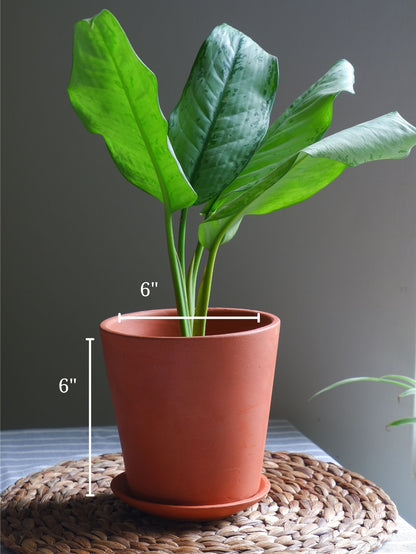 Prakrti Garden Boutique sells medium terracotta pots for indoor plants that are delivered all India